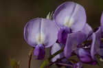 Japanese wisteria